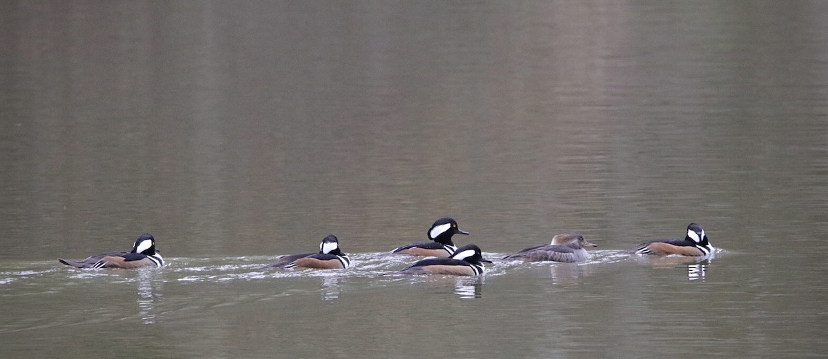 Hooded Merganser - ML614459511