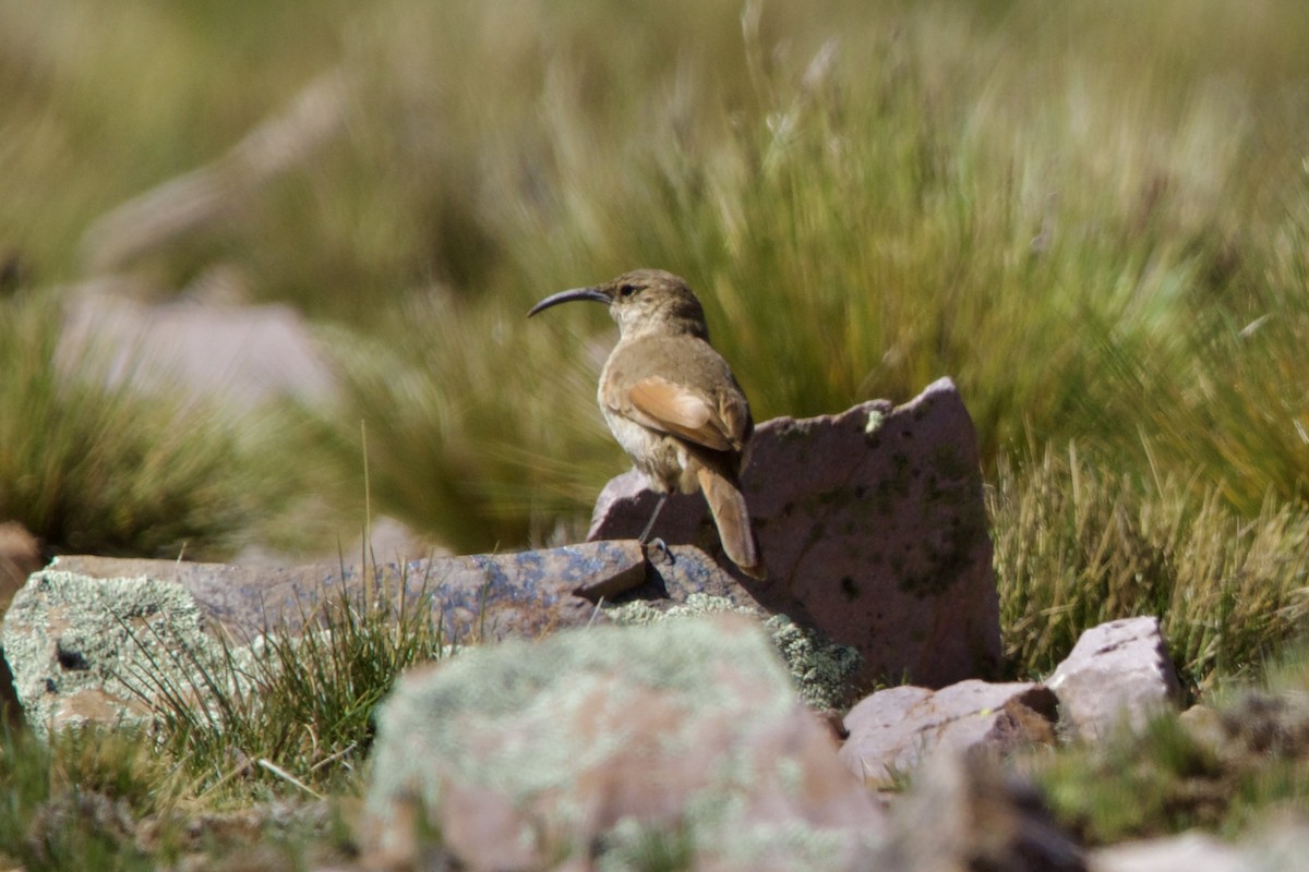 Buff-breasted Earthcreeper - ML614459515