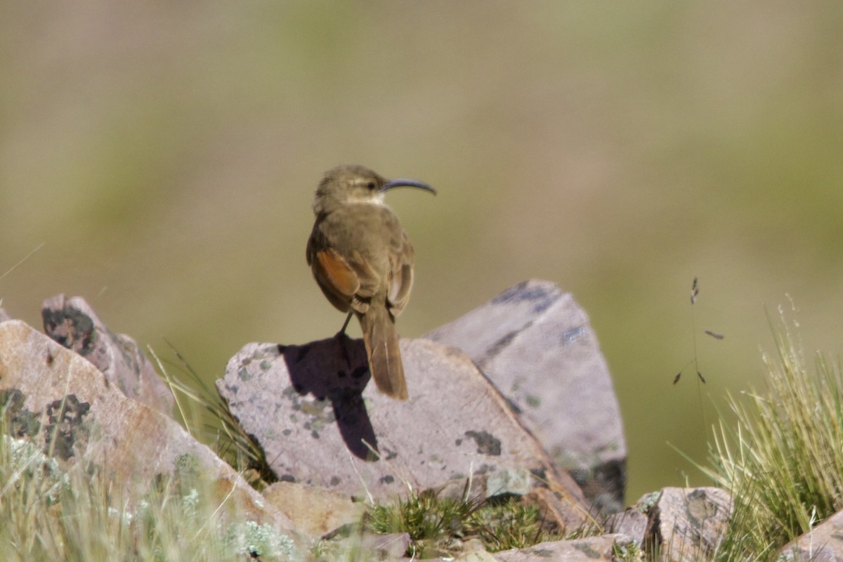 Buff-breasted Earthcreeper - ML614459516