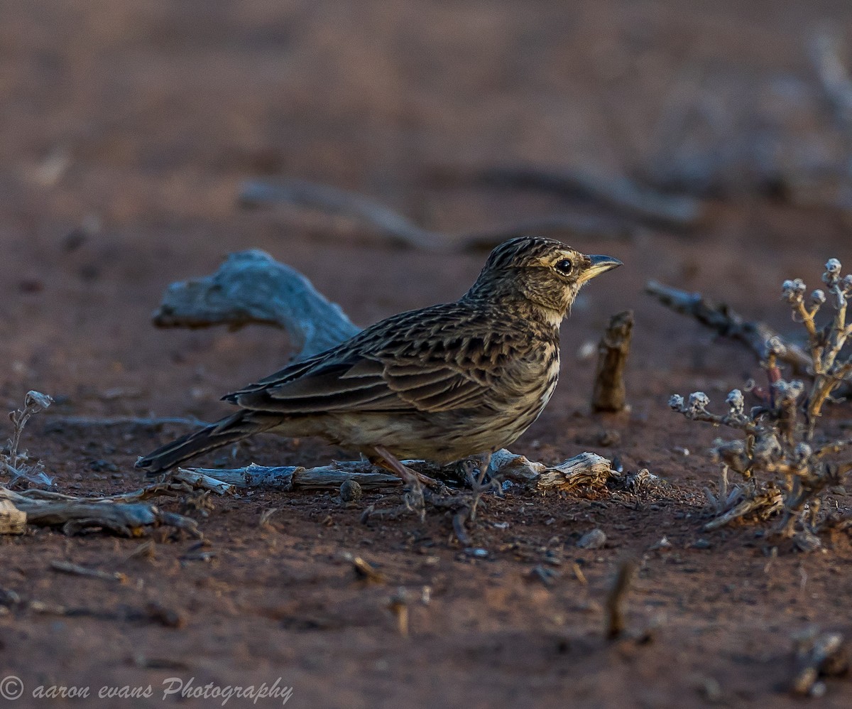 Large-billed Lark - aaron evans