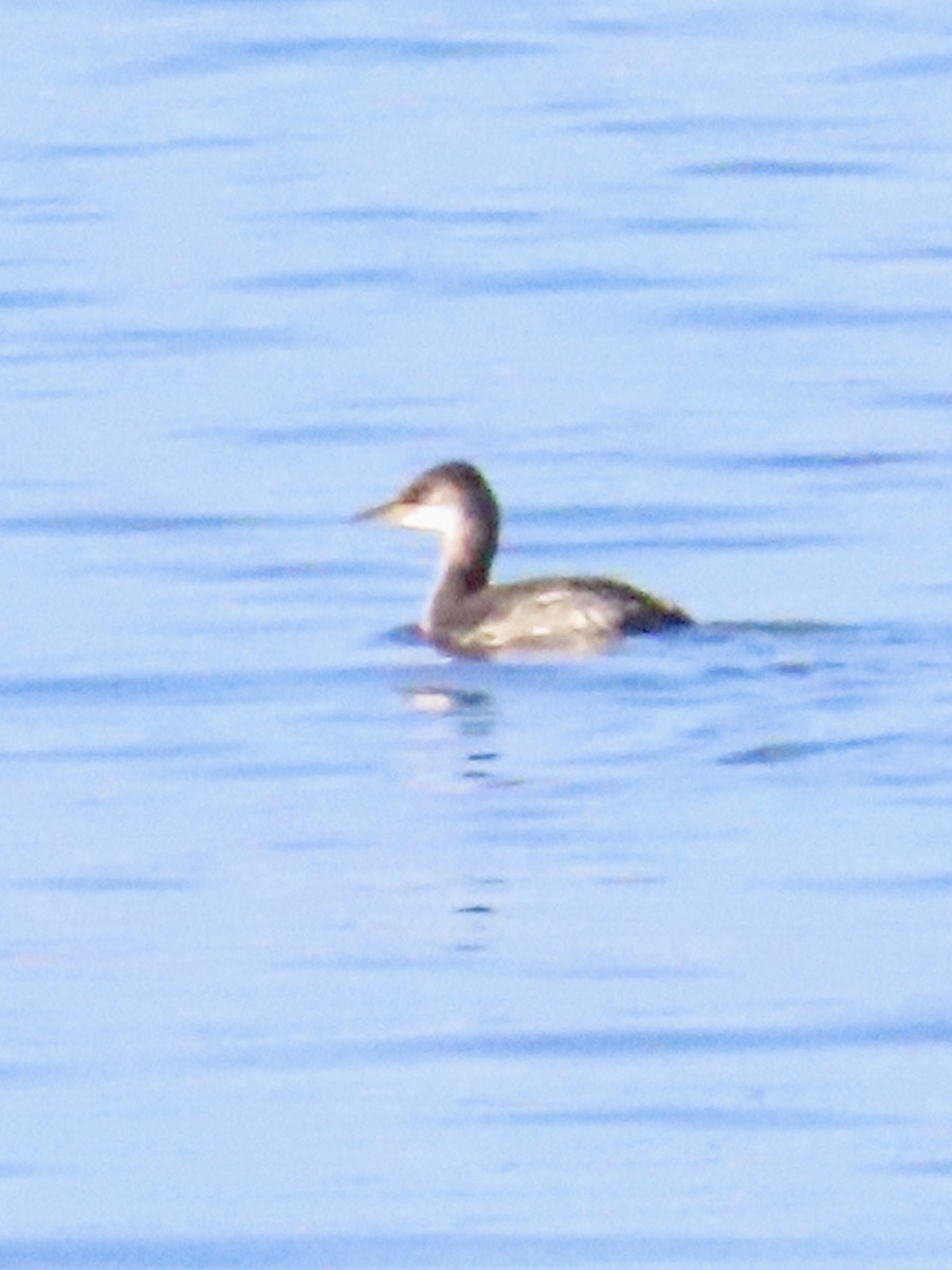 Red-necked Grebe - ML614459639