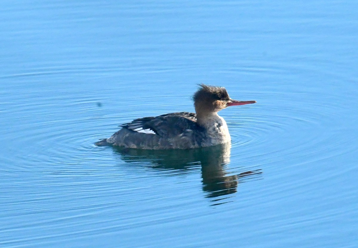 Red-breasted Merganser - roger beaupre