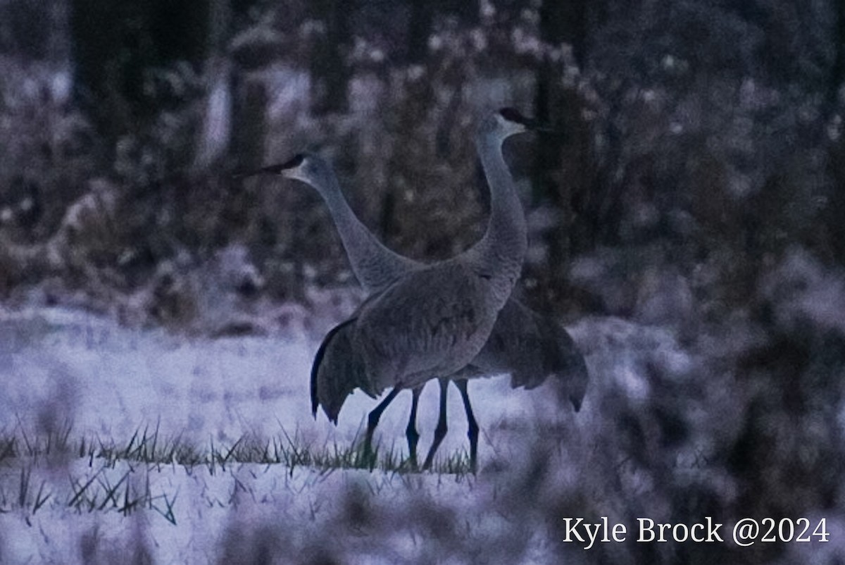 Sandhill Crane - ML614459694