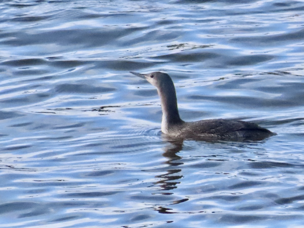 Red-throated Loon - ML614459697