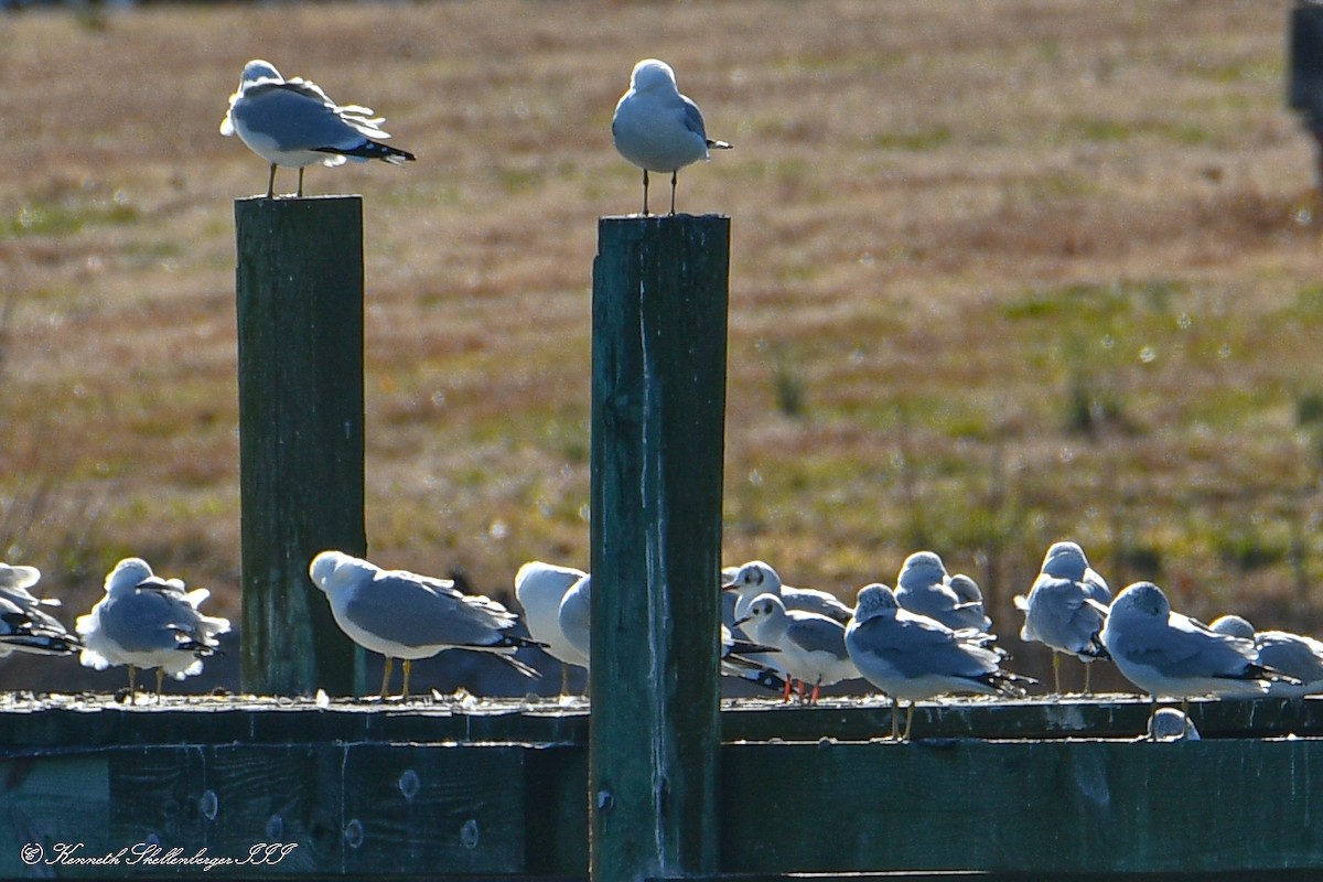 Gaviota Reidora - ML614459757