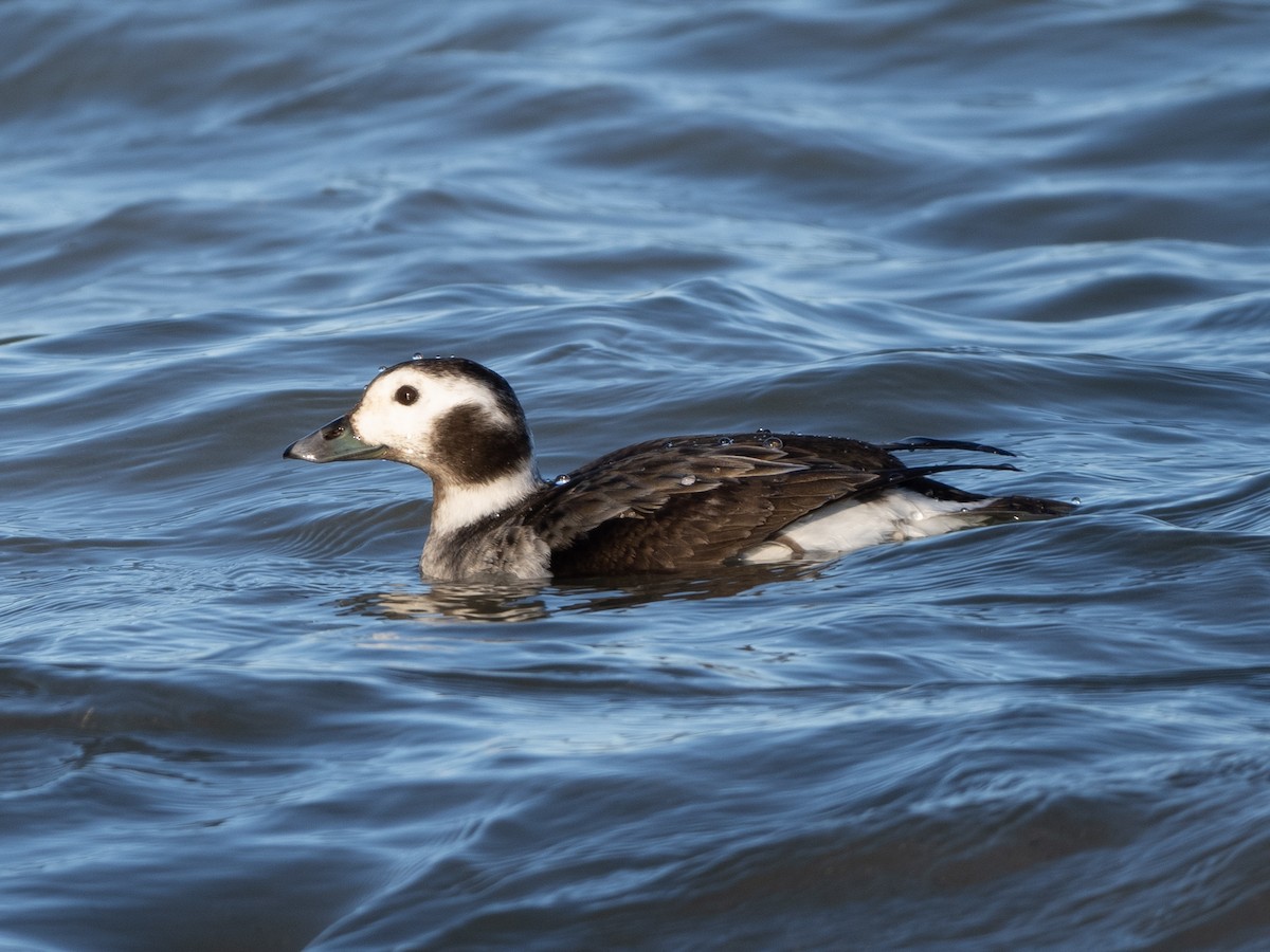 Long-tailed Duck - ML614459831