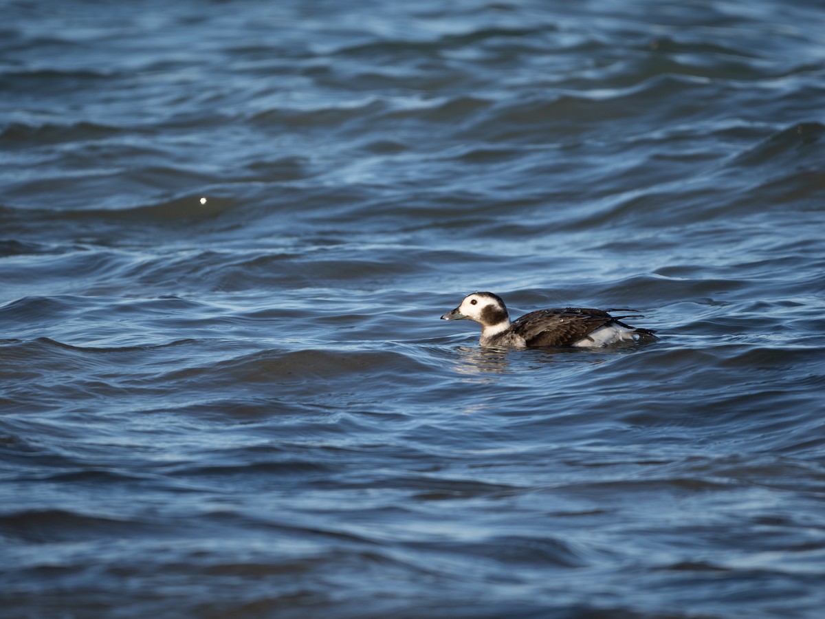 Long-tailed Duck - ML614459833