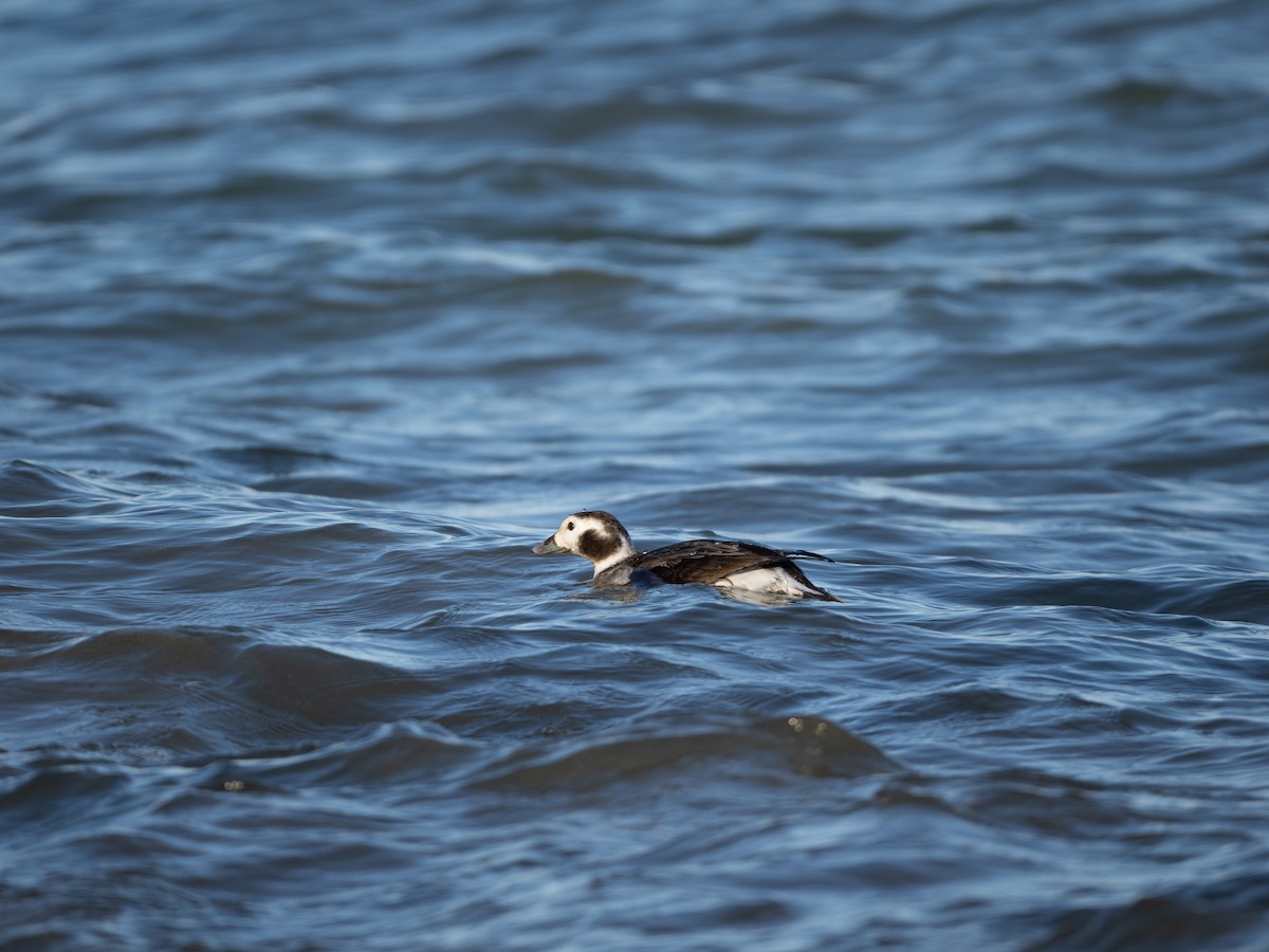 Long-tailed Duck - ML614459834
