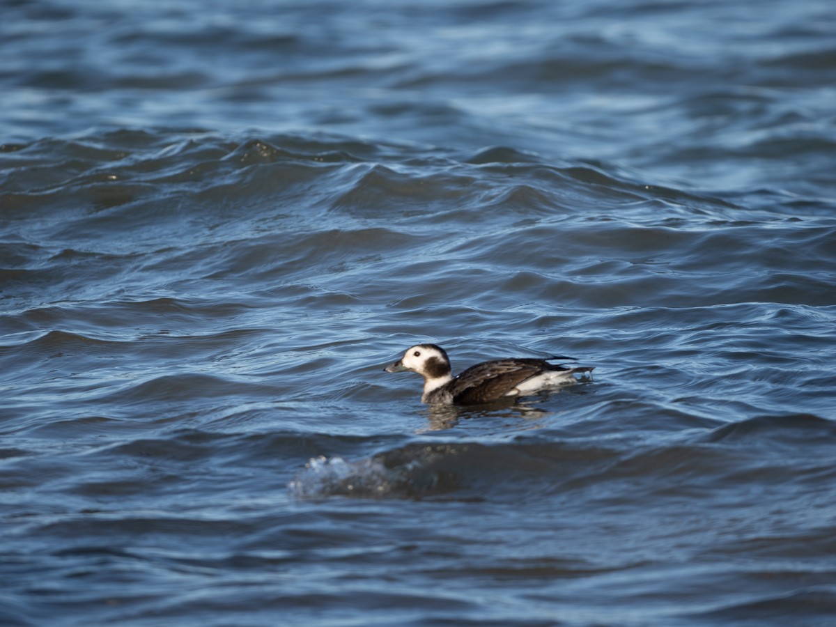 Long-tailed Duck - ML614459835
