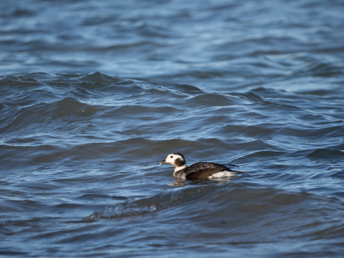 Long-tailed Duck - ML614459836