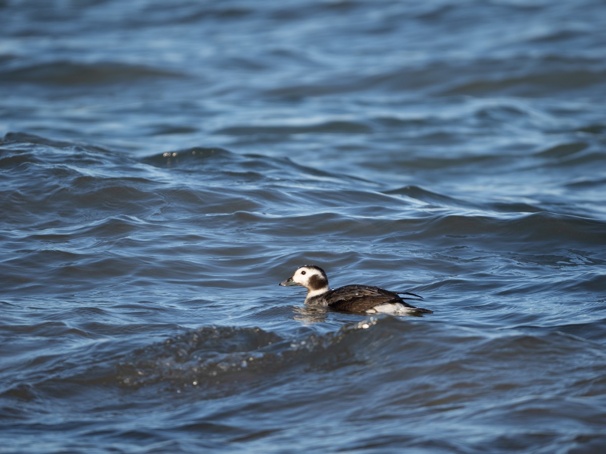 Long-tailed Duck - ML614459837
