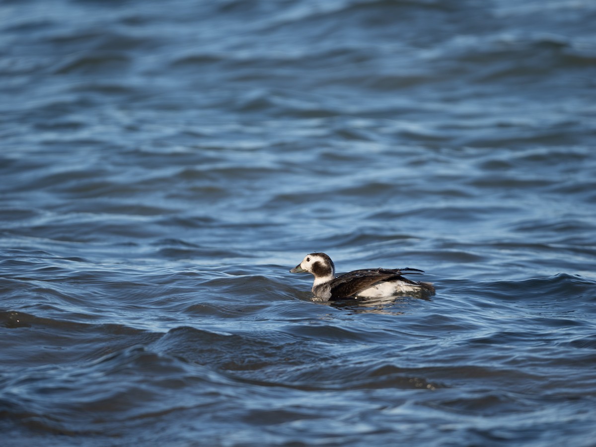 Long-tailed Duck - ML614459838