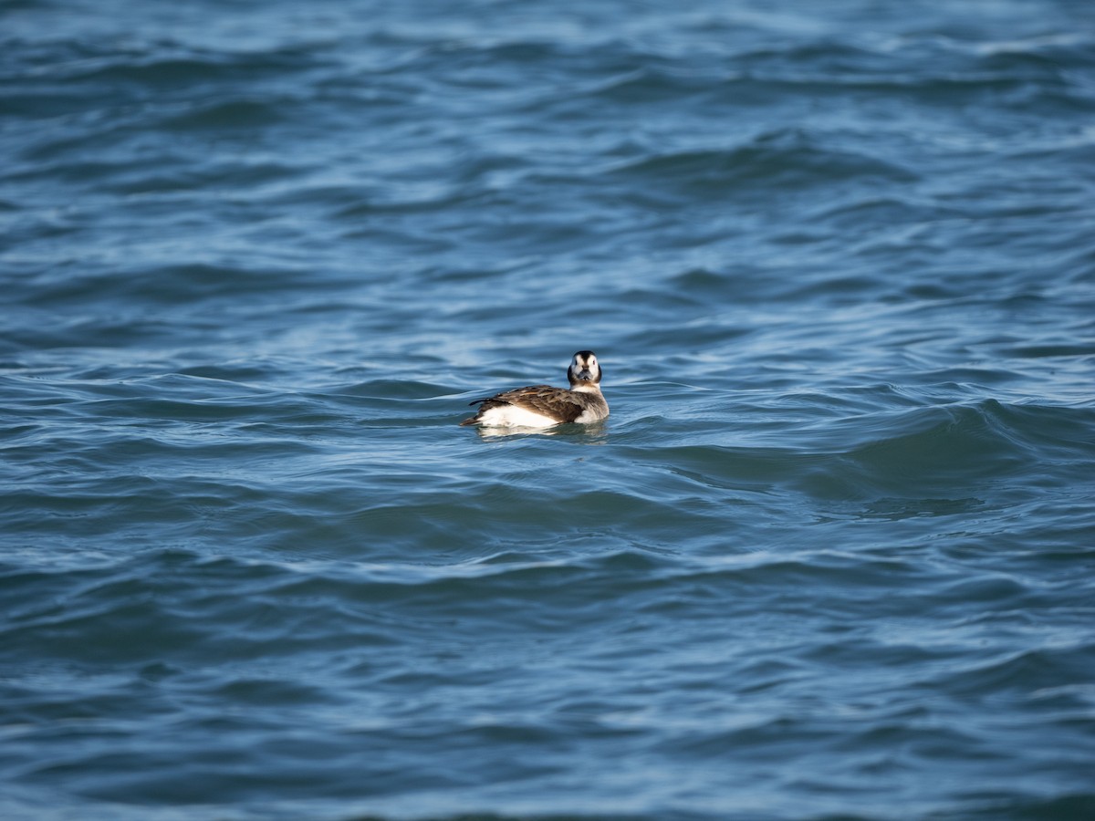 Long-tailed Duck - ML614459839