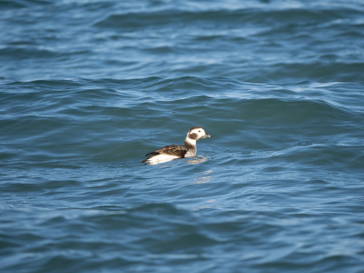 Long-tailed Duck - ML614459840