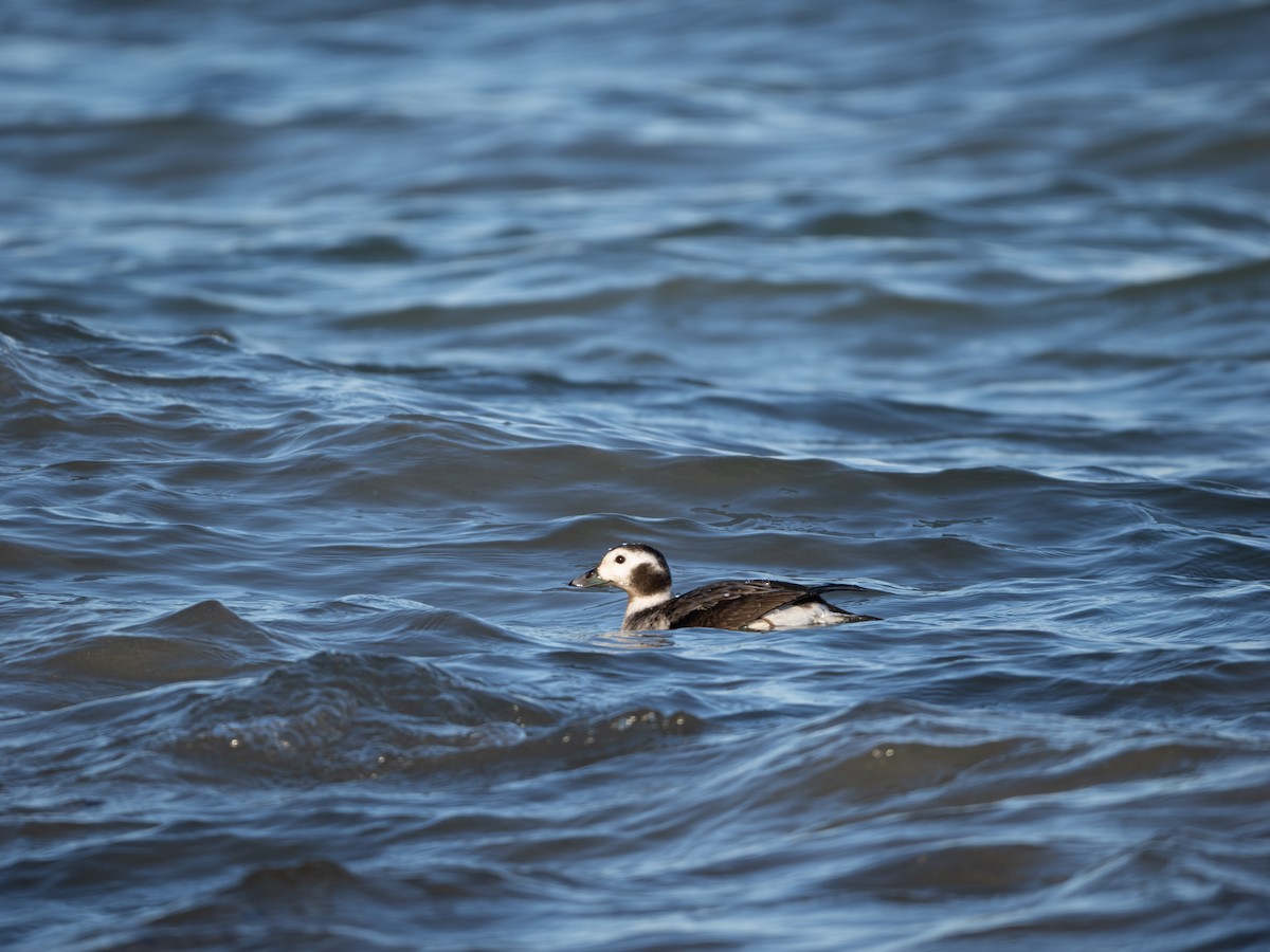 Long-tailed Duck - ML614459842