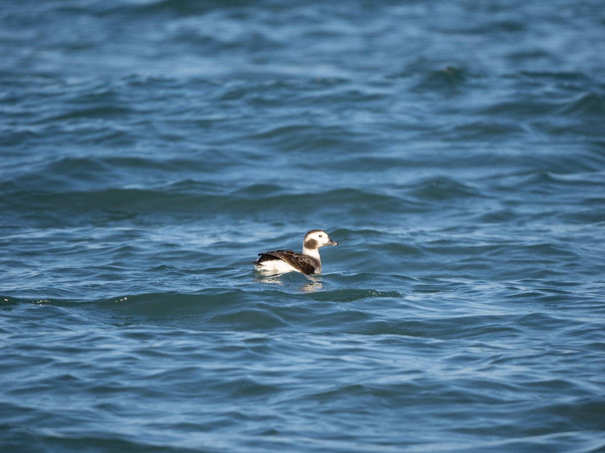 Long-tailed Duck - ML614459843