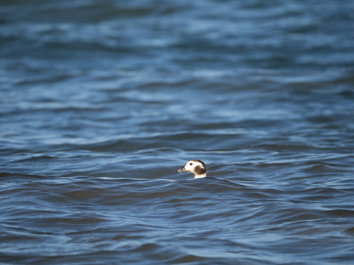 Long-tailed Duck - ML614459844