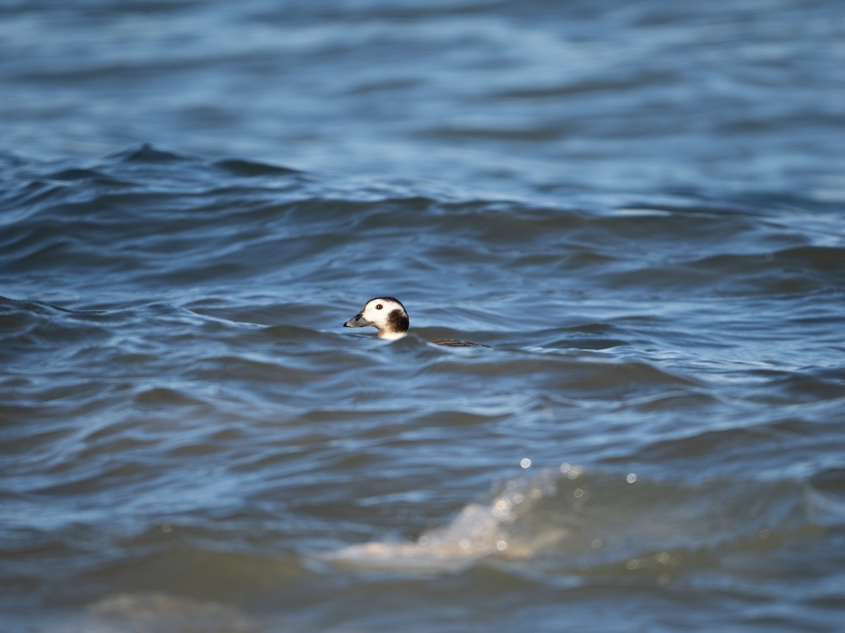 Long-tailed Duck - ML614459845