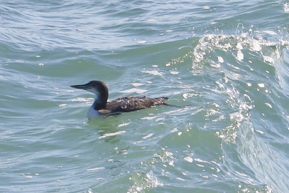 Common Loon - ML614459939