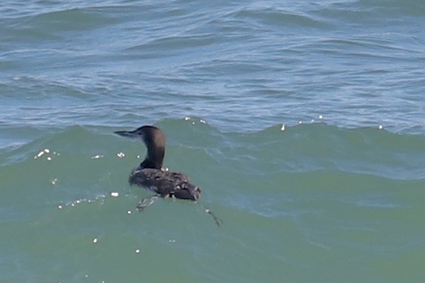 Common Loon - ML614459940