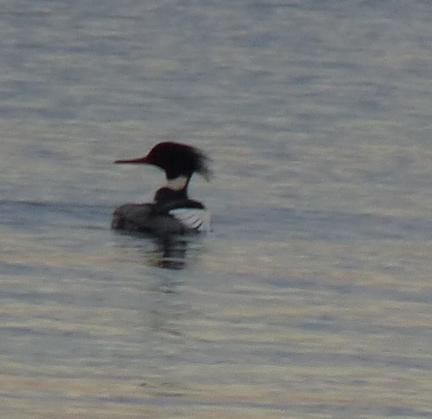 Red-breasted Merganser - ML614459952