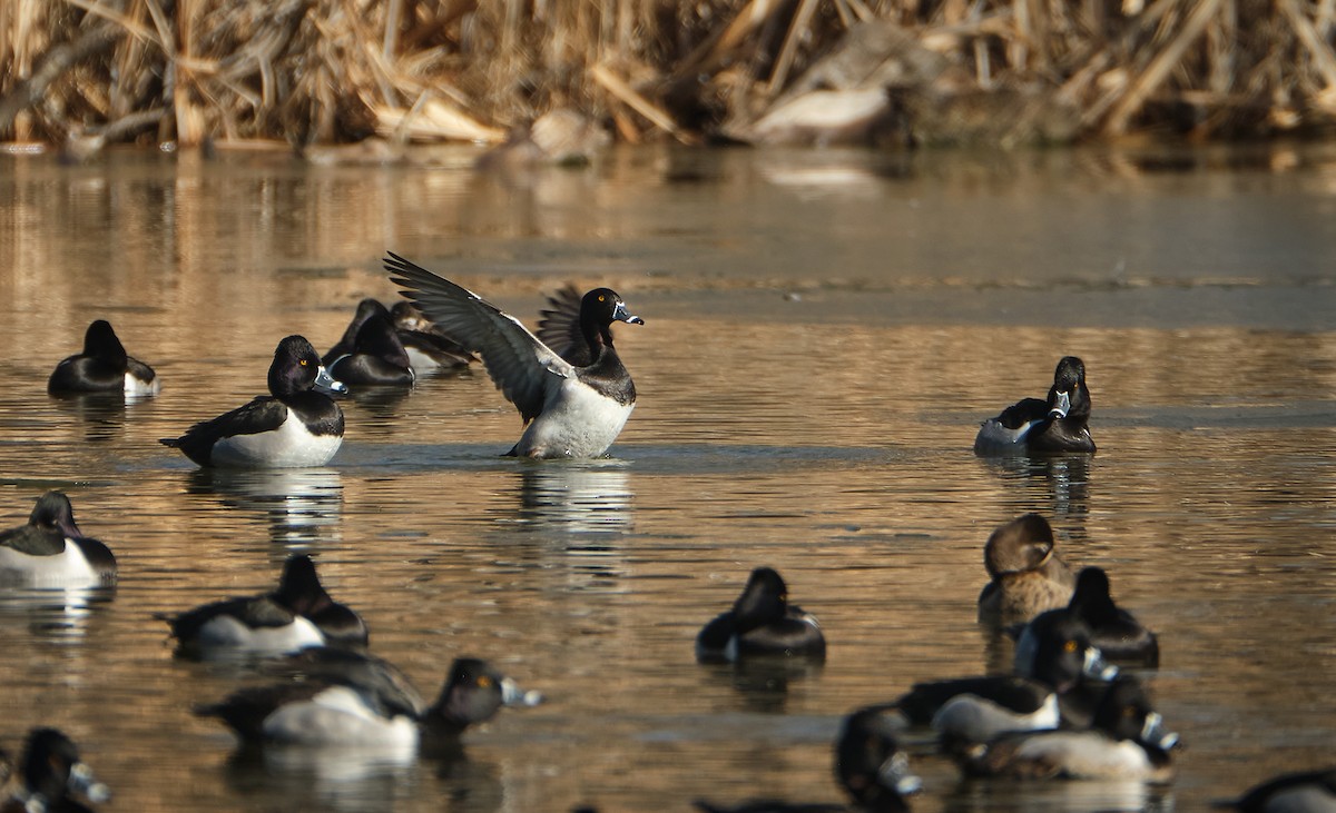 Ring-necked Duck - ML614460073