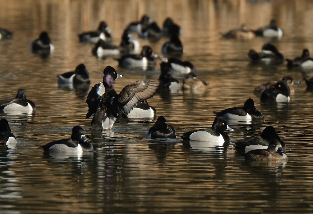 Ring-necked Duck - ML614460074