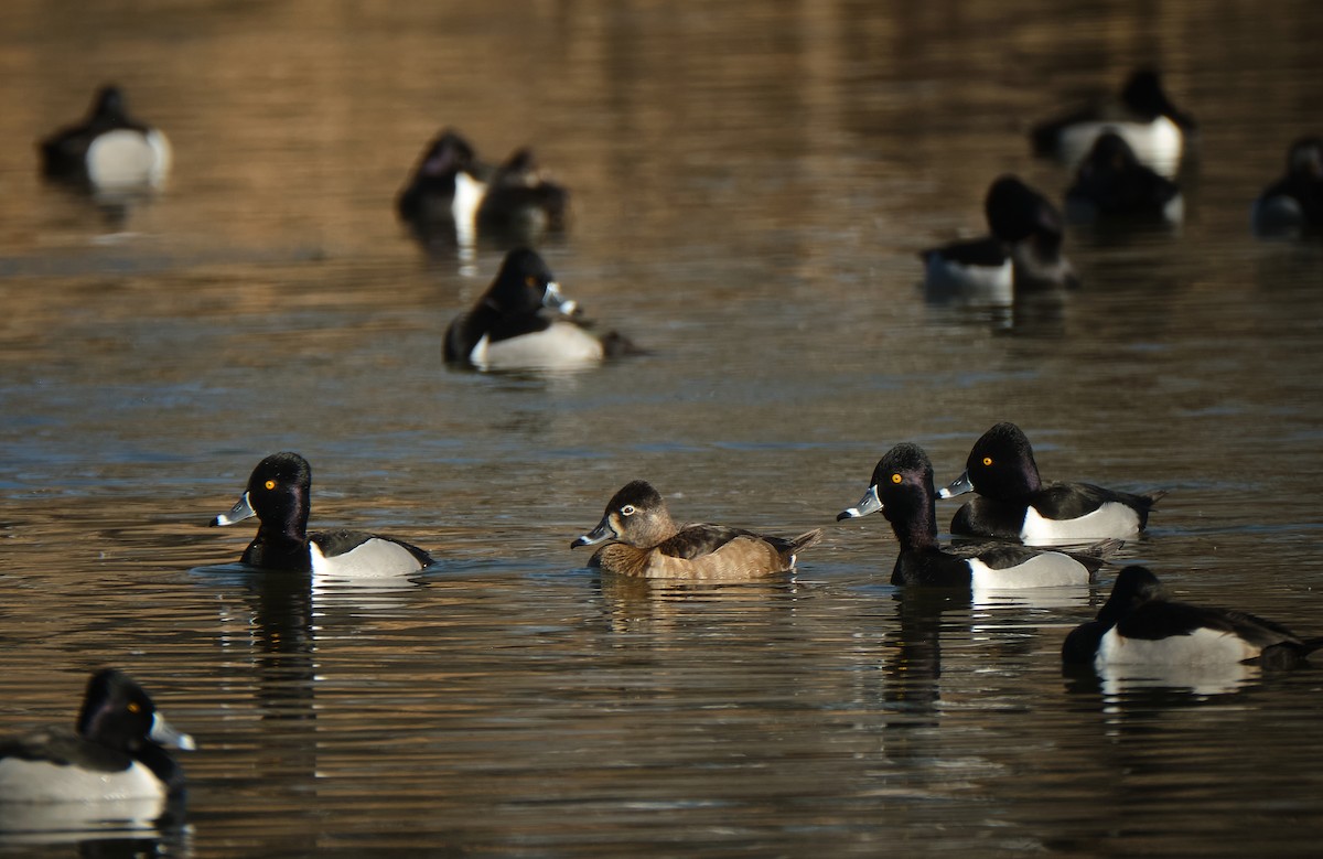 Ring-necked Duck - ML614460075