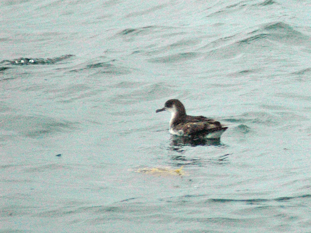 Manx Shearwater - ML614460132