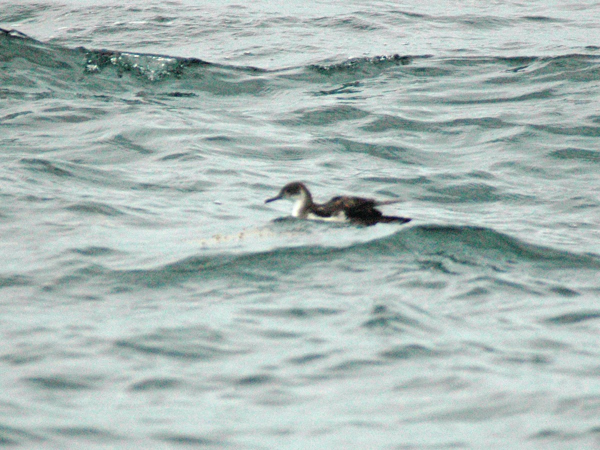 Manx Shearwater - ML614460133