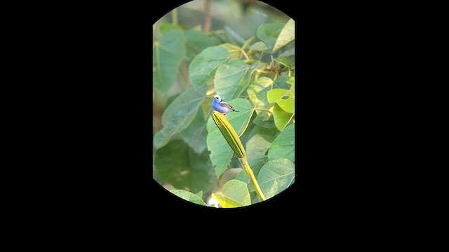 Red-legged Honeycreeper - ML614460200