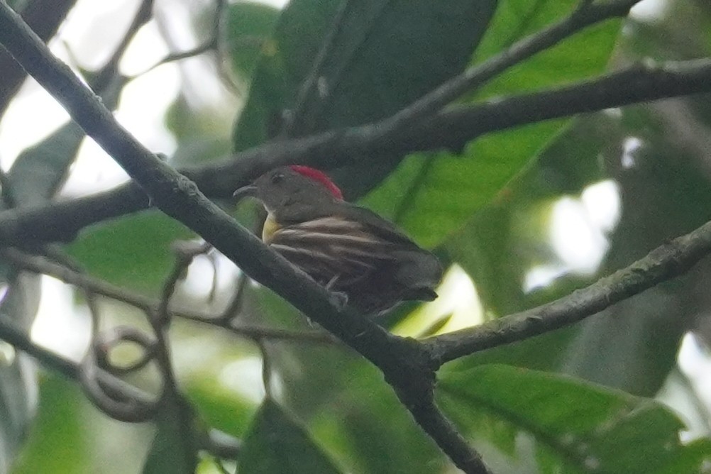 rødtoppmanakin - ML614460238