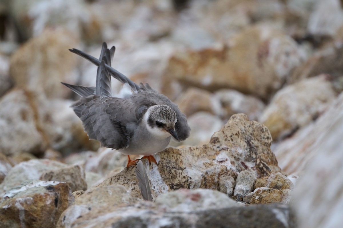 Black-fronted Tern - Nick Beckwith