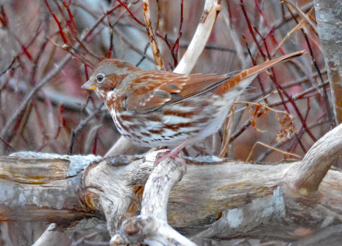 Fox Sparrow (Red) - ML614460315