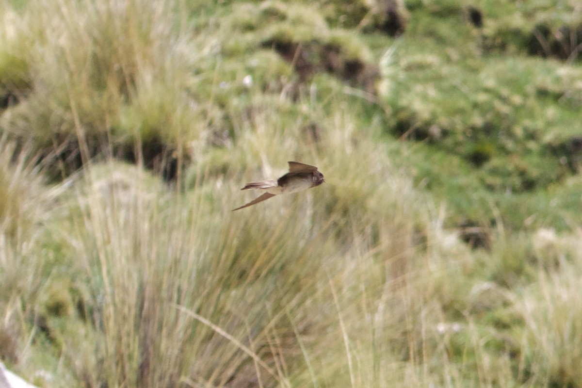 Andean Swallow - Dimitris Salas