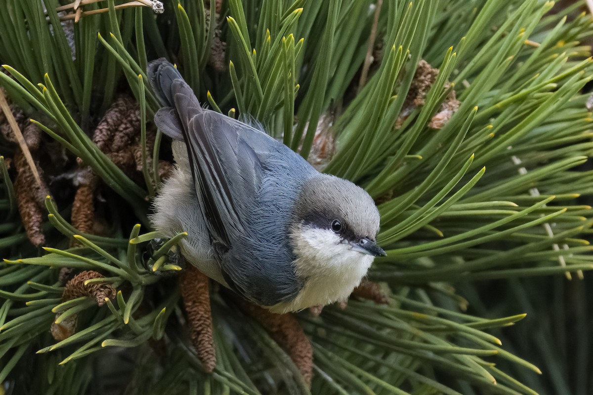 Pygmy Nuthatch - Les Peterson