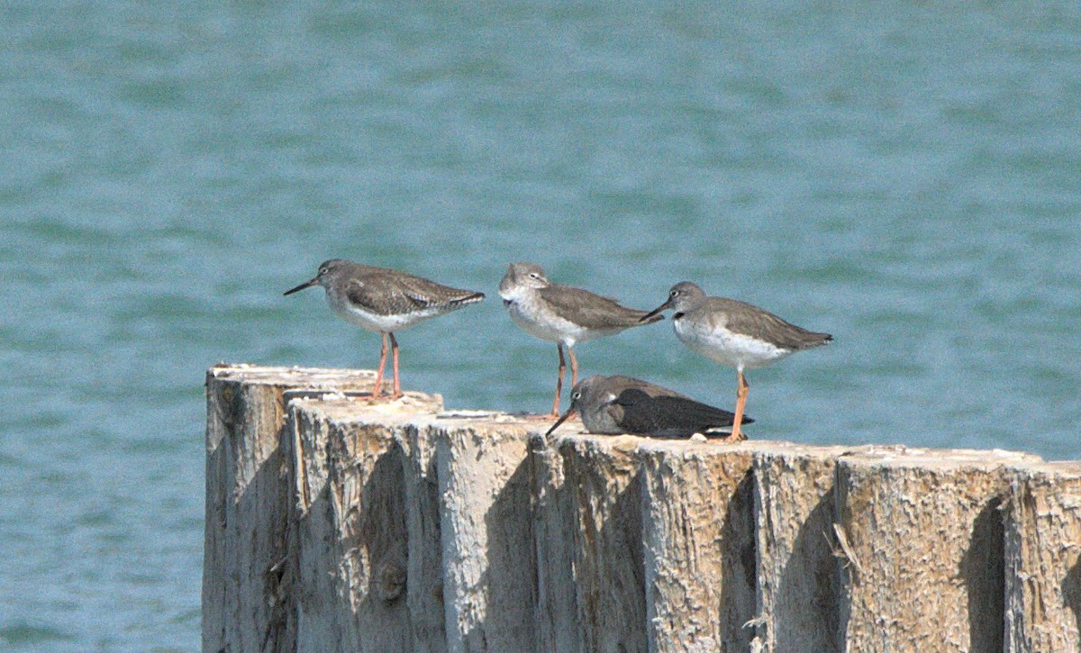 Common Redshank - ML614460328