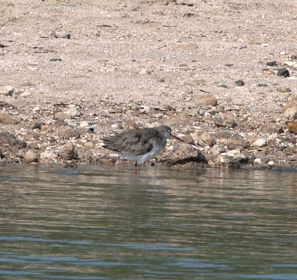 Common Redshank - ML614460329