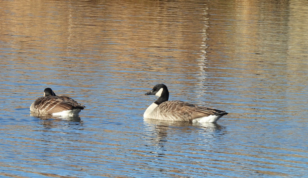 Canada Goose - ML614460345