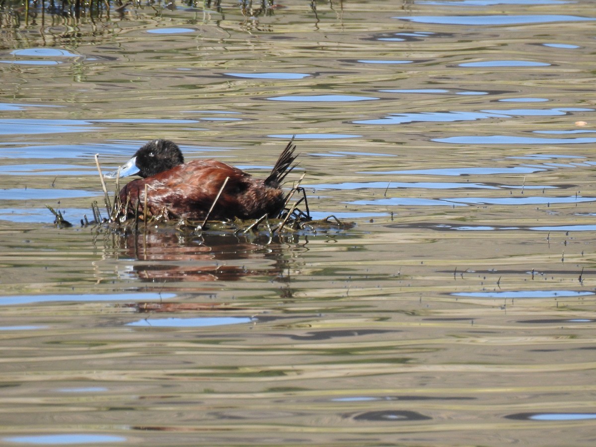 Andean/Lake Duck - ML614460387