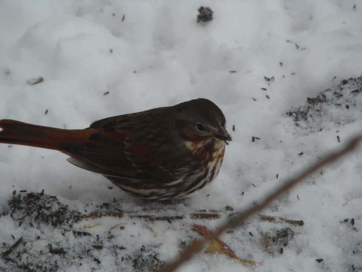 Fox Sparrow (Red) - ML614460397