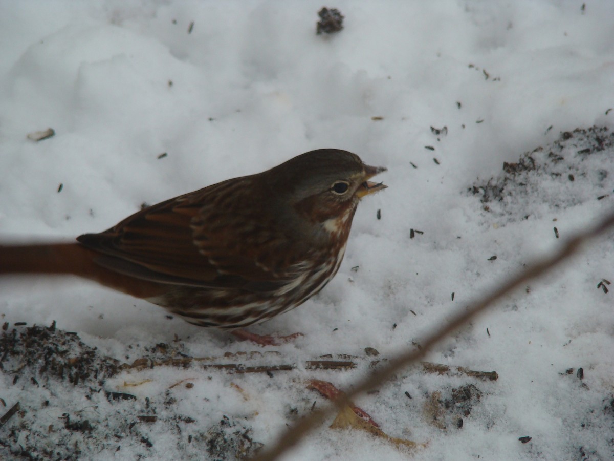 Fox Sparrow (Red) - ML614460398