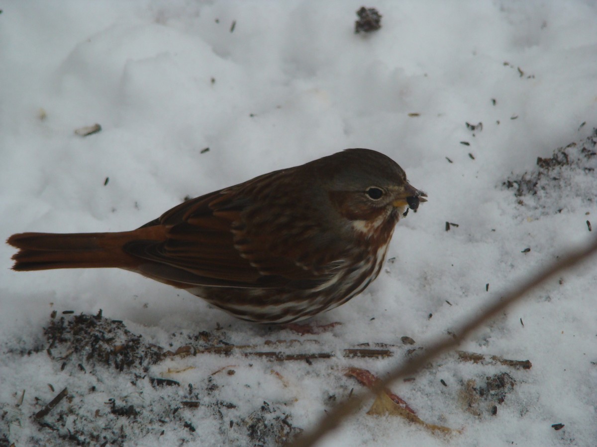 Fox Sparrow (Red) - ML614460401