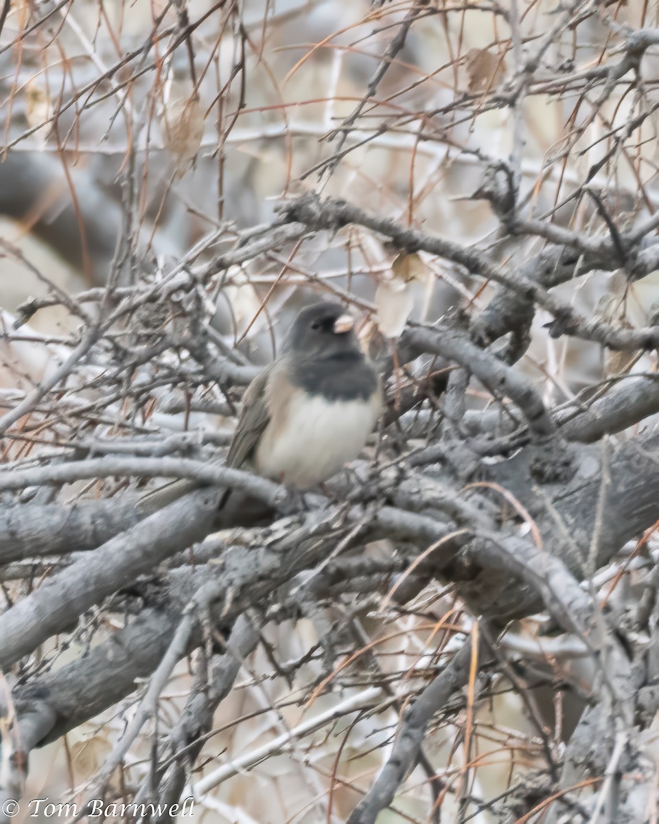 Dark-eyed Junco - ML614460559