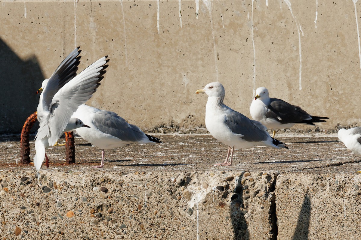 Vega Gull - ML614460568