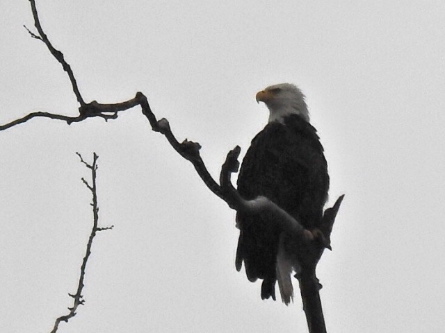 Bald Eagle - ML614460634