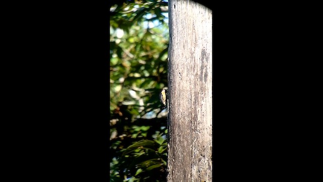 Black-cheeked Woodpecker - ML614460671