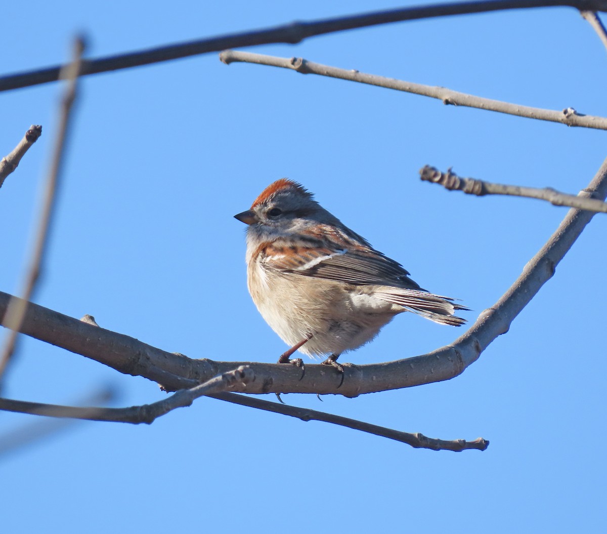 American Tree Sparrow - ML614460707