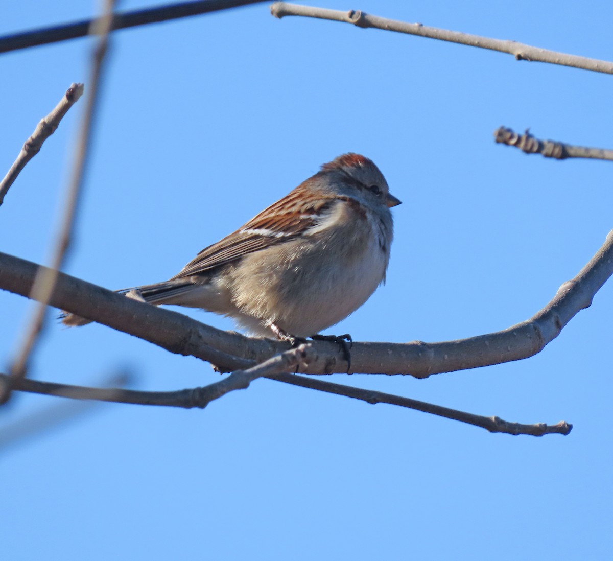 American Tree Sparrow - ML614460708