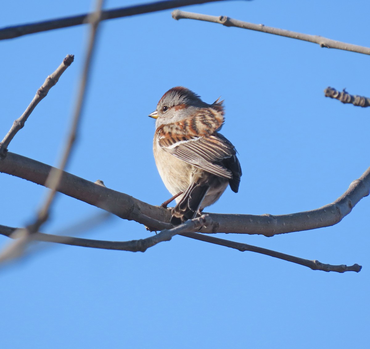 American Tree Sparrow - ML614460709